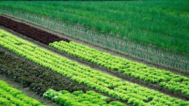 家庭阳台水果种植，施肥时间表怎么安排？**