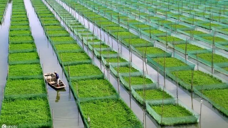 农业合作社加盟盈利分析：揭秘合作社盈利模式与风险规避