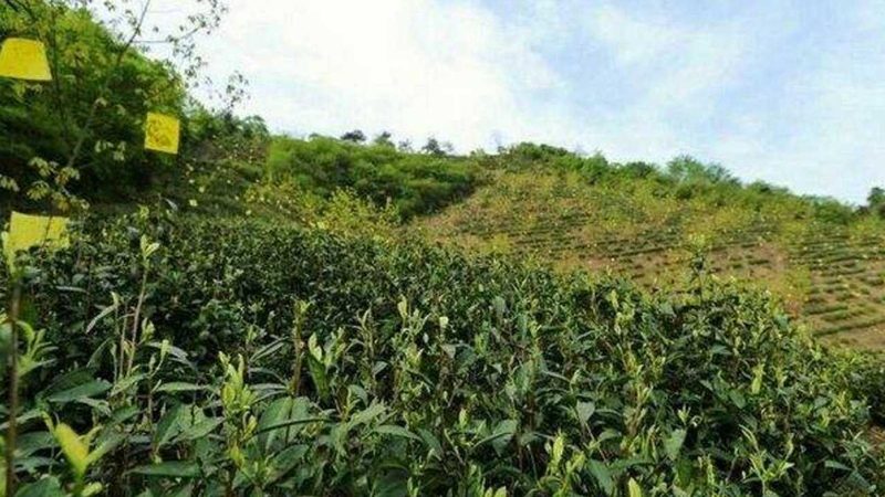 露天水果防病，从预防到控制的全流程要点