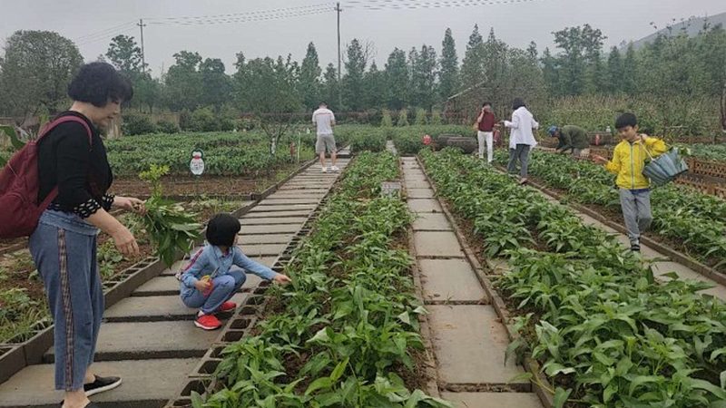 农产品溯源系统：如何构建透明、可靠的溯源体系