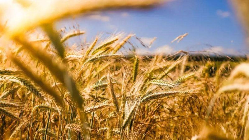 农村种植项目投资成本估算：关键因素与考量要点