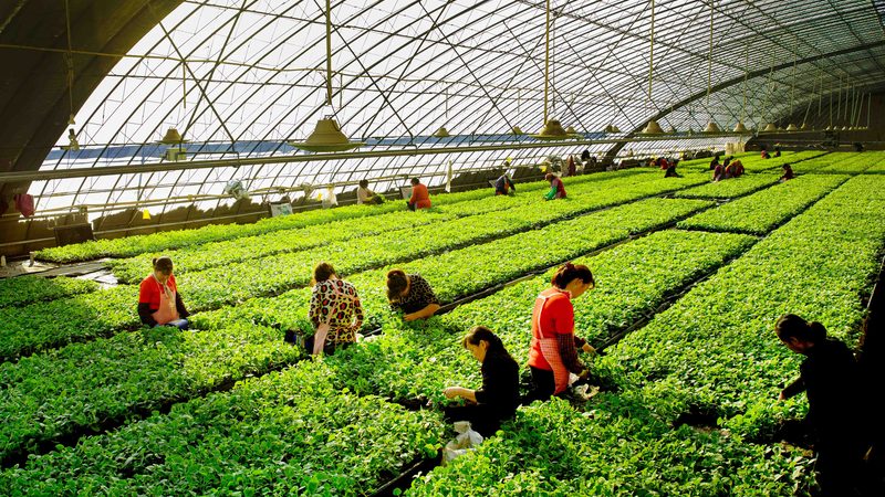 小标题：家庭食材配送的兴起