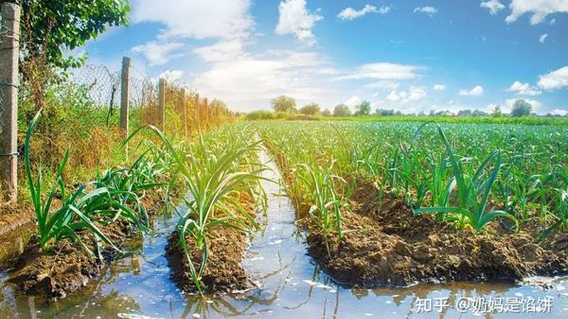 绿色食品认证全包服务：助力农业转型升级
