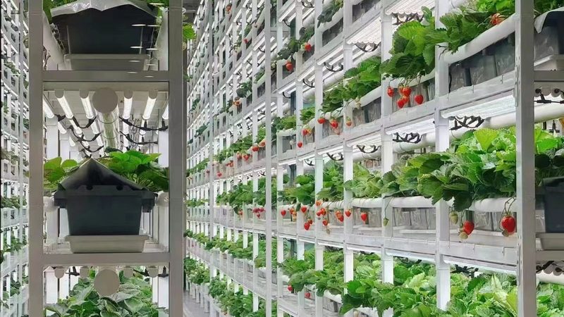 农业灌溉系统：如何科学安装与合理报价**